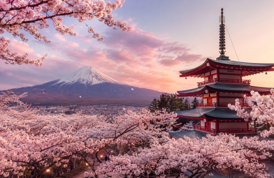 Chureito Bloom wallpaper — a pagoda among cherry blossoms at sunset